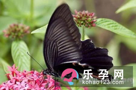 孕妇梦见黑蝴蝶是什么意思