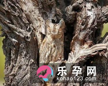 初乳是什么颜色 会保持多长时间