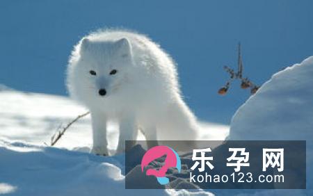 孕妇梦见红鲤鱼是什么意思 是胎梦吗