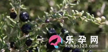 这个孩子可以吃黑枸杞吗