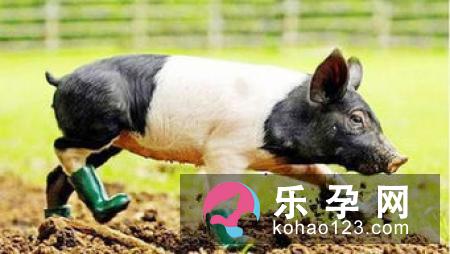 孕妇梦见猩猩是什么意思