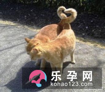生男孩秘诀：吃蛤蚧有助于生男孩