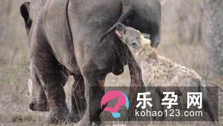 淡定面对3种常见临产出血症状