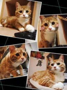 孕妇梦见黑猫是什么意思 是生男生女