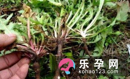 孕妇梦见柿子树是什么意思 是生男生女