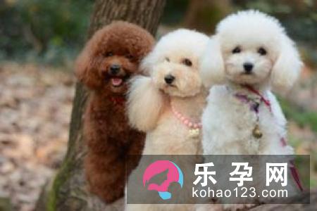 狗咬叫化子打一成语?势利眼是什么意思?