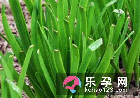 孕妇梦见韭菜是什么意思 是生男生女