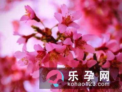 孕妇梦见油菜花是什么意思 是生男生女