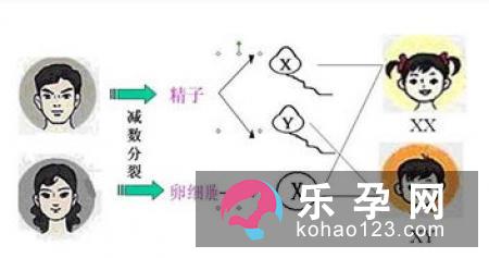 到底是什么决定生男生女