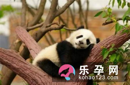 大熊猫为什么是黑白的 有天敌吗是什么