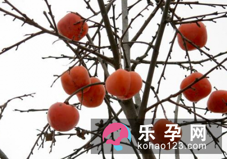 孕妇梦见柿子树是什么意思 是生男生女