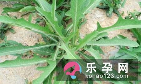常吃野菜更容易怀男孩