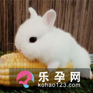 哀兵必胜出处 打一生肖
