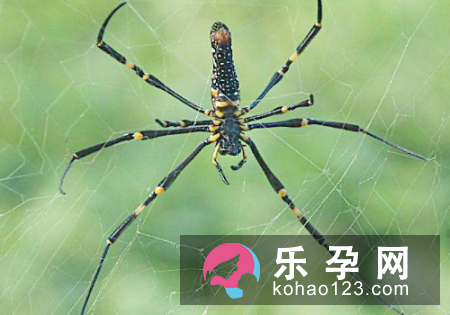 孕妇梦见黑蜘蛛是什么意思 是生男孩还是女孩