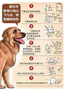 孕妇梦见白狗是什么意思 是生男生女