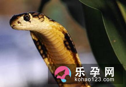 梦见牦牛是什么意思 孕妇梦见是生男生女
