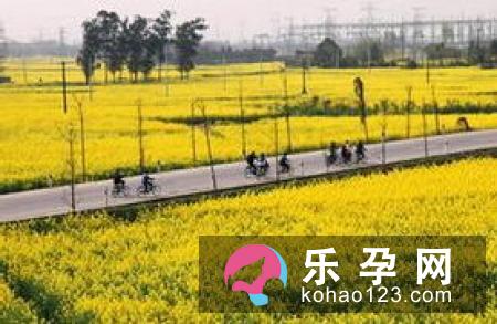 孕妇梦见油菜花是什么意思 是生男生女