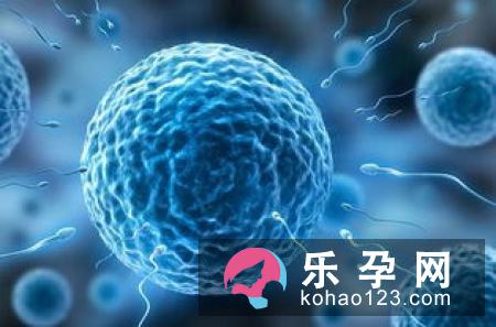 神奇的大自然与胎儿性别有联系