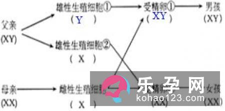 到底是什么决定生男生女