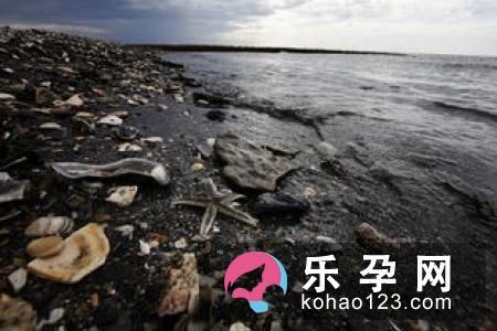 往海中扔石子打一成语石投大海打一动物