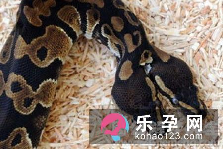 孕妇梦见穿着是什么意思 是胎梦吗