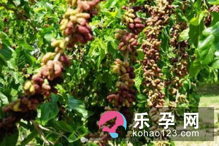 桑葚一岁宝宝可以吃吗 吃了有什么好处