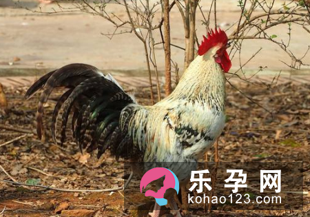 鸡口年后的全称是什么 讲的什么故事