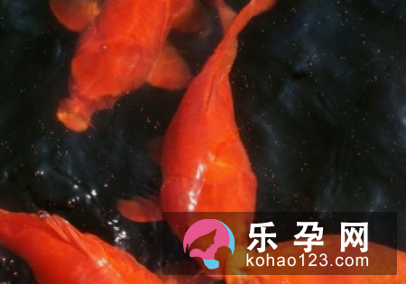 孕妇梦见红鲤鱼是什么意思 是胎梦吗