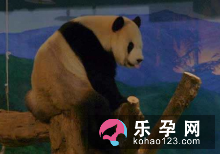 孕妇梦见爬树是什么意思 是生男生女