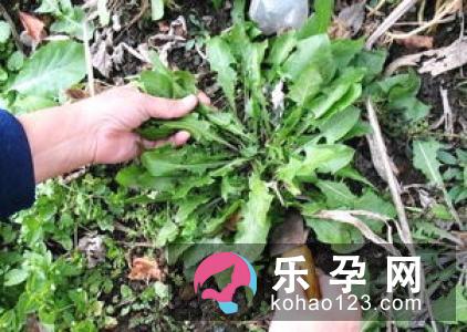 常吃野菜更容易怀男孩