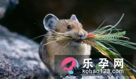 两个桃子一棵柳树打一成语 桃红柳绿打一动物