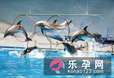 往海中扔石子打一成语石投大海打一动物