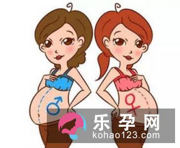 如何从B超看胎儿性别准吗