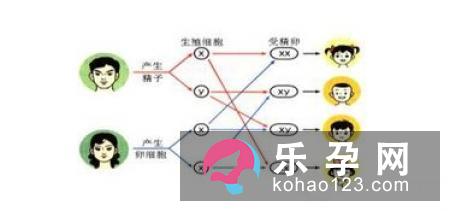 到底生男生女是由什么因素所决定
