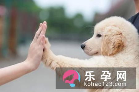 狗咬叫化子打一成语?势利眼是什么意思?