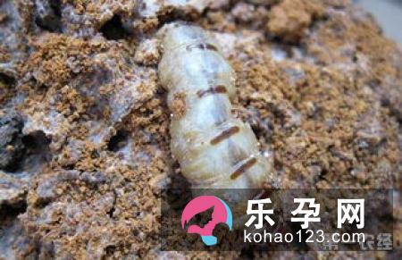 生男孩秘诀：吃蛤蚧有助于生男孩