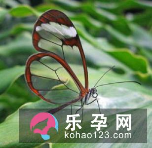 两个桃子一棵柳树打一成语 桃红柳绿打一动物