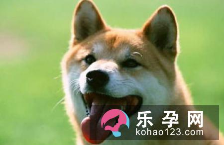 孕妇梦见白狗是什么意思 是生男生女