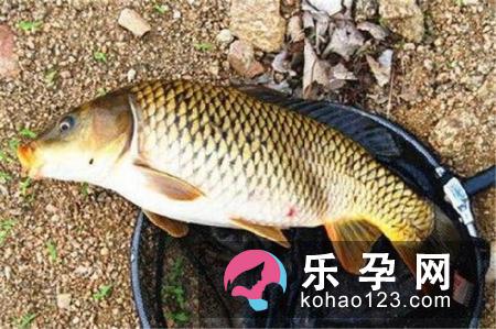 曝！女性备孕吃红糟鸡能生男孩