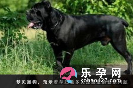 孕妇梦见狗叫是什么意思 是生男孩还是女孩