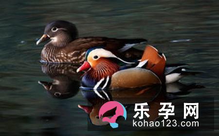 孕妇梦见小黄狗是什么意思 是生男生女