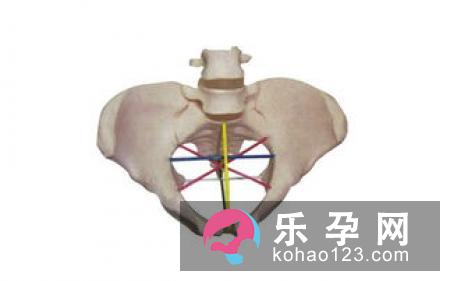 骨盆大小影响分娩难易程度