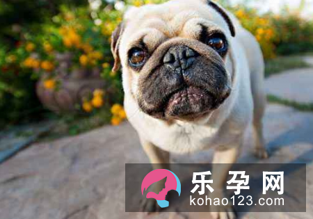 家里有宝宝养什么狗好 怎么相处