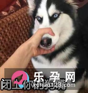 梦见狗拉屎是什么意思 孕妇梦见生男生女