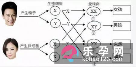 辨析生男生女的五个传言