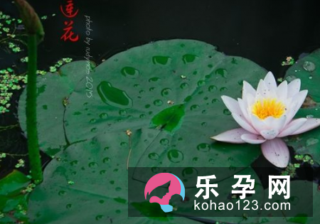 孕妇梦见莲花是什么意思