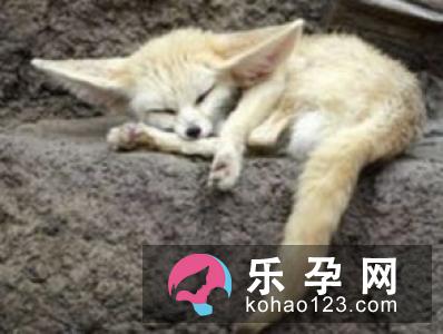猫头鹰睡觉打一成语 睁只眼闭只眼什么意思