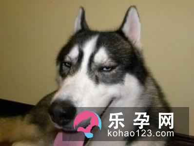 梦见狗拉屎是什么意思 孕妇梦见生男生女