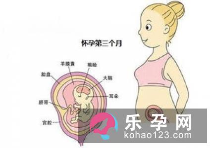 准妈妈如何知道胎儿的性别?