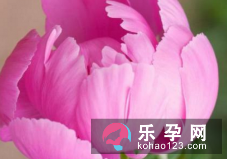 孕妇梦见芍药花是什么意思 是生男生女